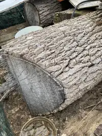 Black walnut logs