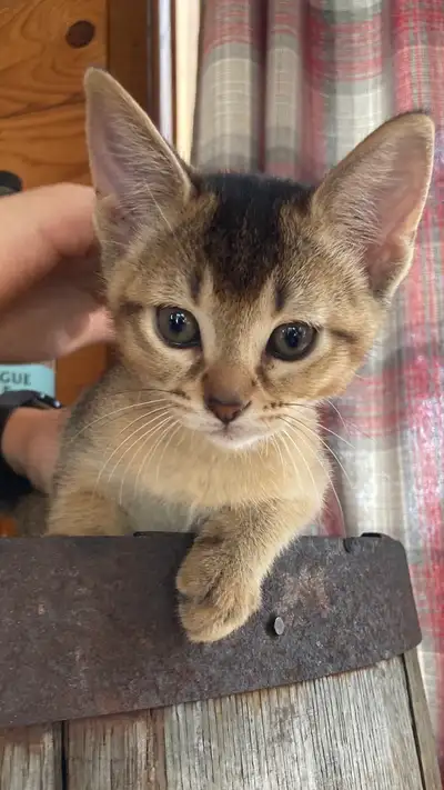 Adorables chatons Abyssins, View more