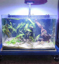 24 gallon Planted Fish Tank