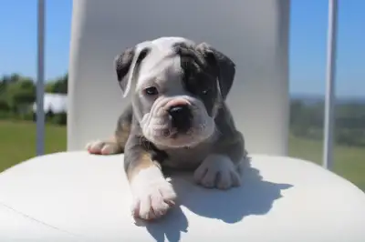 Henry & Mabel Have Done It Again! 1male and 1 female Their first litter was absolutely gorgeous—and...