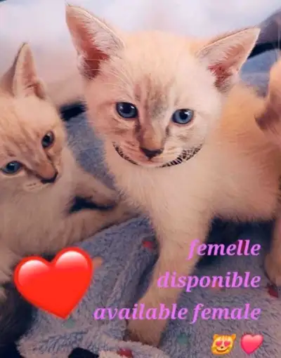 ♥️Mignons Chatons Siamois♥️Beautiful Siamese Kittens♥️, View more