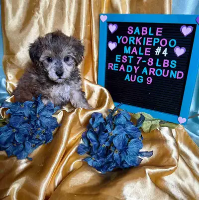 *~*YORKIEPOOS*~*, View more
