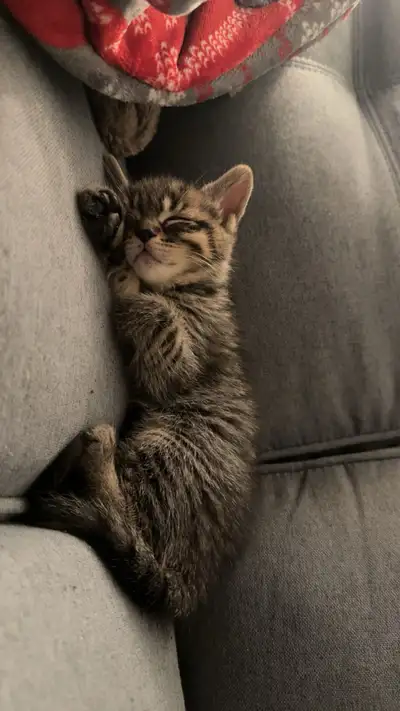 2 kittens for rehoming , View more