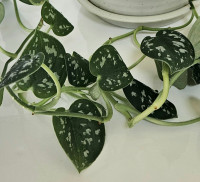 Silver Satin Pothos Plant