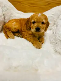 Cavapoo