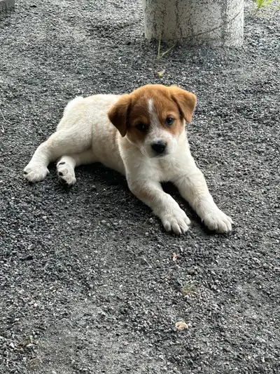 Aussie Heeler Puppies , View more