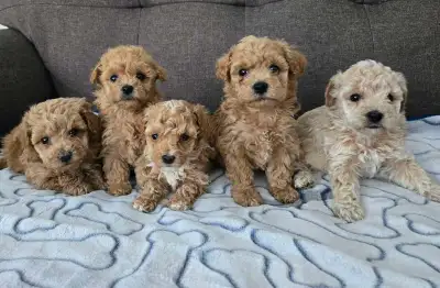 Toy poodle puppies , View more