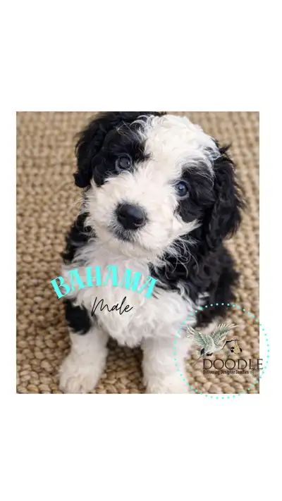 Caribbean Companions, View more