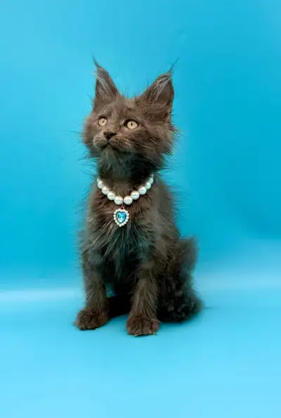 Maine Coon purebred male  kitten, View more