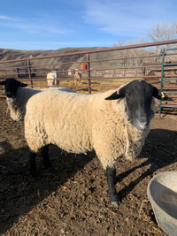 Suffolk Rams For Sale