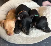 Min pin puppies! READY for there new homes! 