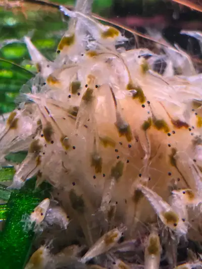 Snowball - Neocaridina Shrimp, View more