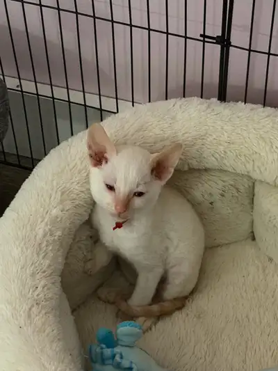 bébé Cornish rex, View more