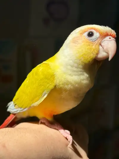 suncheek conure baby fully weaned, View more