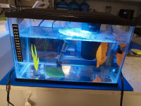GloFish Tank