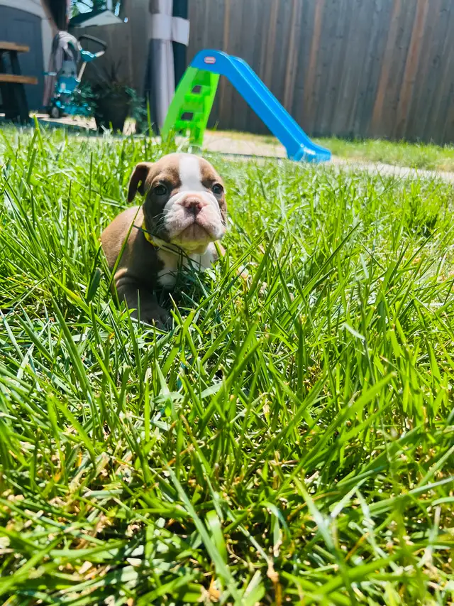 Olde English Bulldog puppies in Dogs & Puppies for Rehoming in Oshawa / Durham Region - Image 8