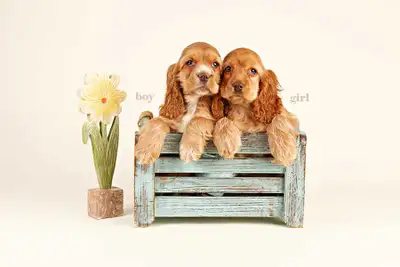 Mini COCKAPOO puppies FOR SALE in Ontario, View more