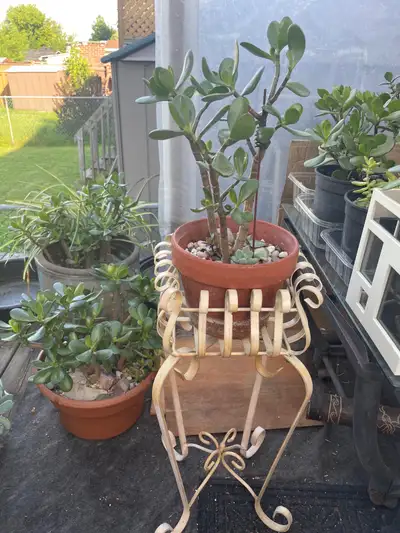 PLANT SALES FROM $15, Indoor Succulents, BULK SALES, View more