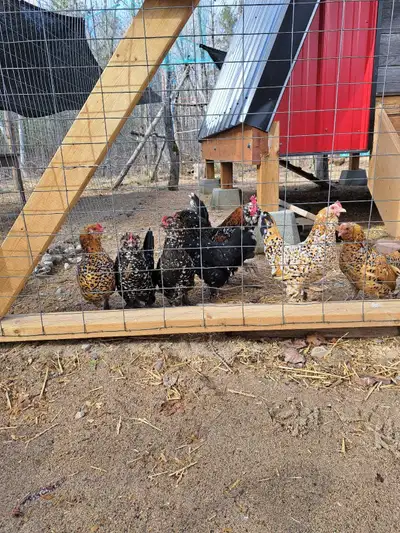 d'uccle hatching eggs and chicks, View more