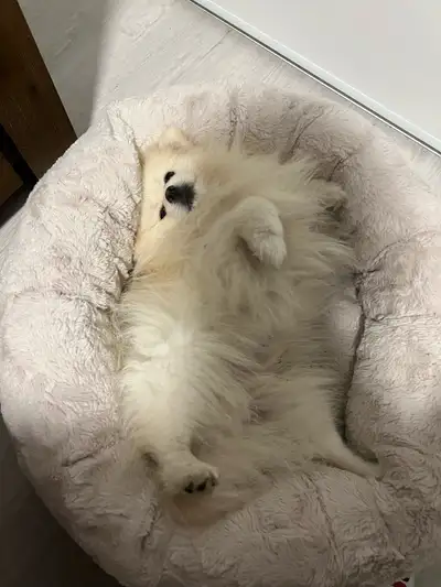  Pomeranian dog , View more