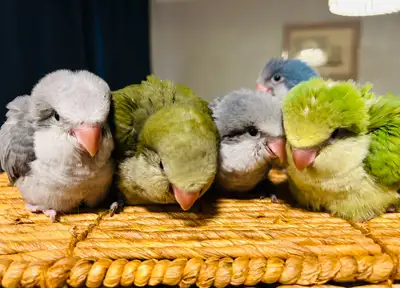 Baby Quaker Parrots, View more