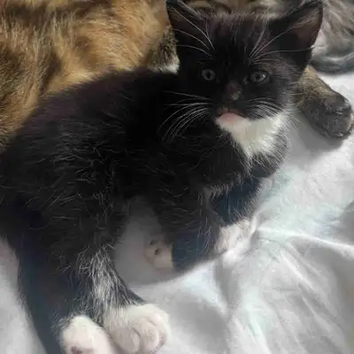 Kitten for sale, View more