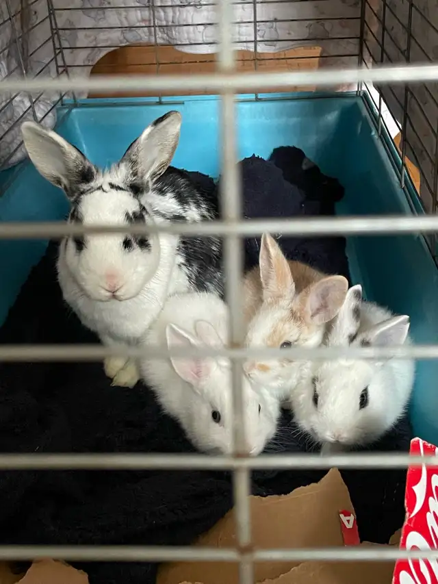 bunnies looking for a new home  in Small Animals for Rehoming in Mississauga / Peel Region - Image 3