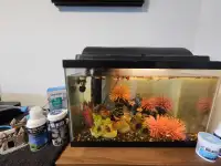 10 Gallon Fish Tank with Approx 50 Guppie Fish + 2 Algae Suckers