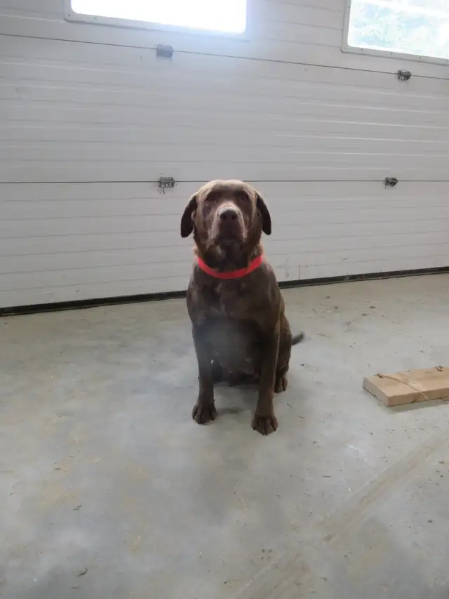 Chocolate Labrador Retriever in Dogs & Puppies for Rehoming in Woodstock - Image 3