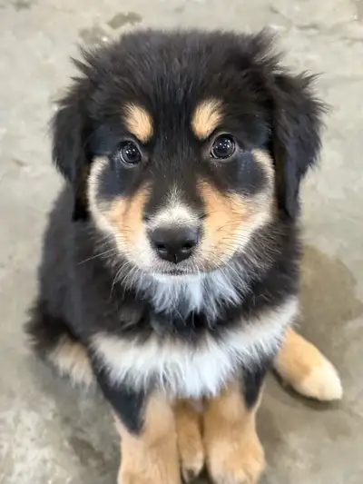 4 female and 3 male puppies available. Mom is border collie/Bernese mountain dog cross, dad is Great...