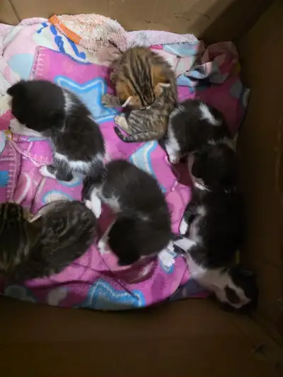 Chaton bengal 250, View more