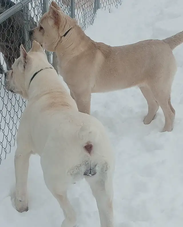 Purebred Straw/White Cane Corso puppies in Dogs & Puppies for Rehoming in Markham / York Region - Image 5