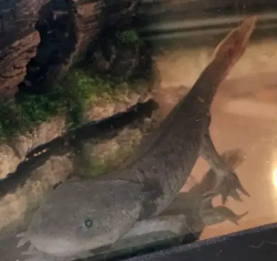 Healthy melanoid axolotl $75 If you see it it's available
