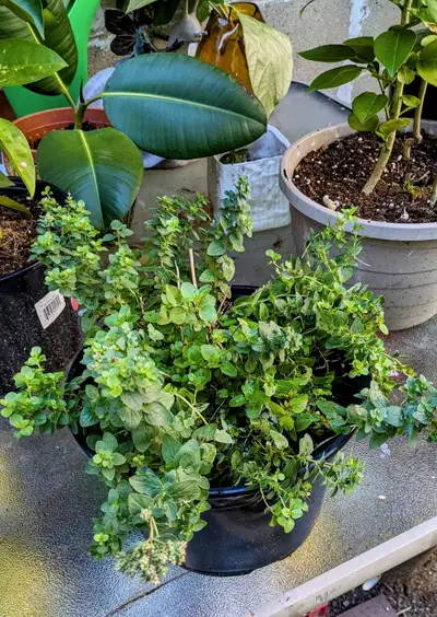 Potted plants: rubber, lemon, oregano, View more