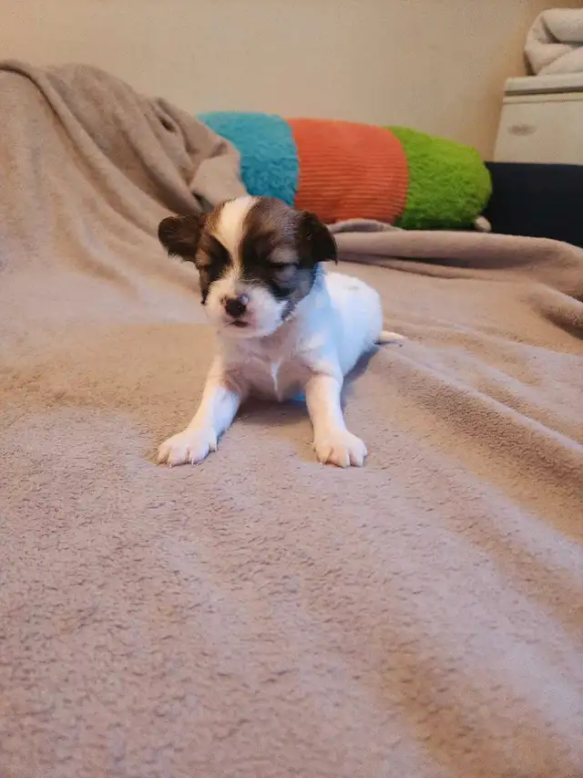 papillon puppies in Dogs & Puppies for Rehoming in Mississauga / Peel Region - Image 9