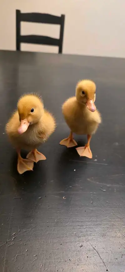 Pekin Ducklings, View more