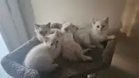 6 Kittens Girls - lovely, cute and active