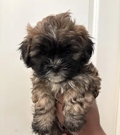 Shihtzu puppies available for sale. 2 boys left!. Price is negotiable, contact to discuss. Contact a...