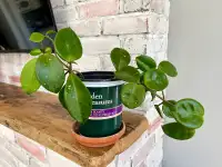 Hoya houseplant 