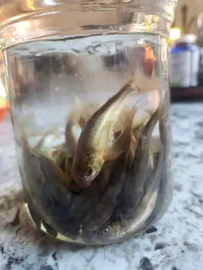 live minnows for fish food, View more