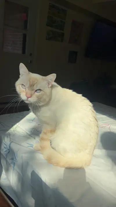 MALE FLAME POINT SIAMESE , View more