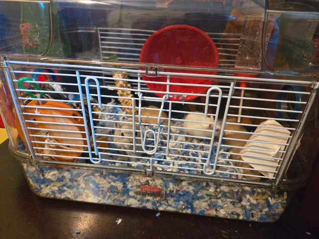 Baby gerbils for sale in Small Animals for Rehoming in Saint John - Image 3