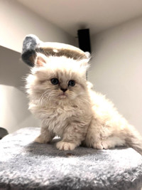  Persian Chinchilla Kittens for Sale 