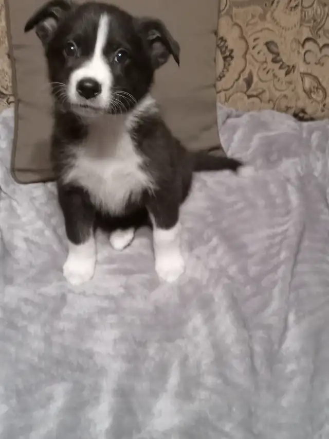 Black Shepherd/Australian Shepherd/Collie cross puppies in Dogs & Puppies for Rehoming in Nelson - Image 5