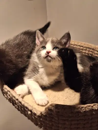 3 magnifiques chatons,2 mois,2 mâles et 1 femelle, mixé Scottish, View more