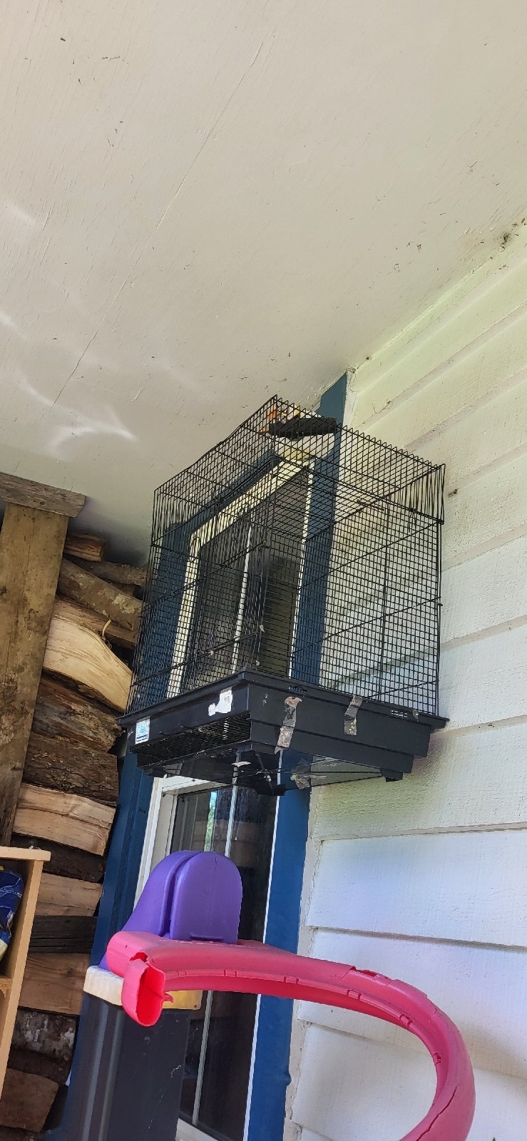 3 budgies+2 cage Birds for Rehoming Bridgewater Kijiji
