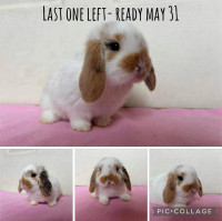 Baby girl- Holland lop