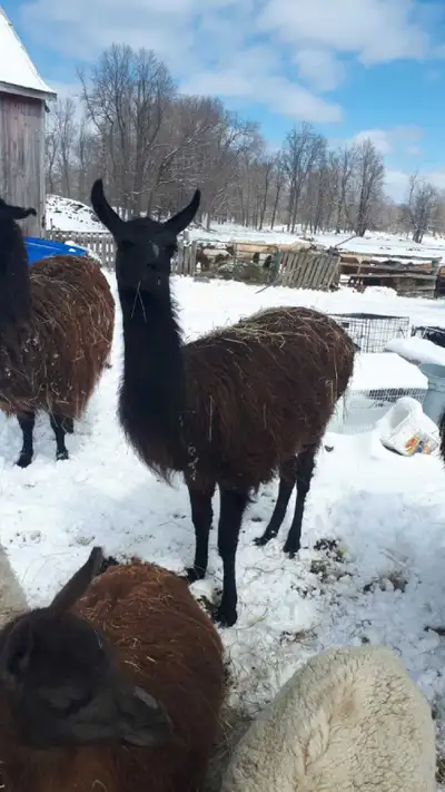 male breeder Llama , View more