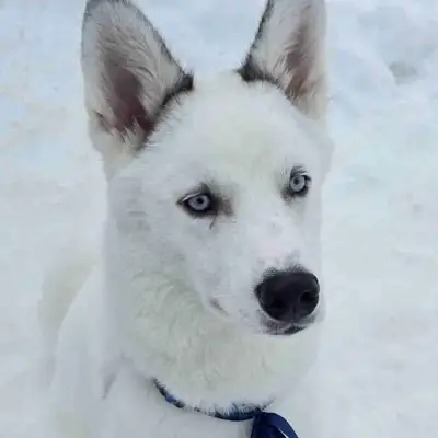 Husky à donner, View more