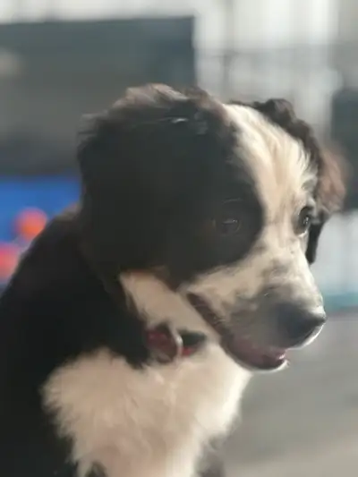 Miniature Australian Shepherd puppies, View more
